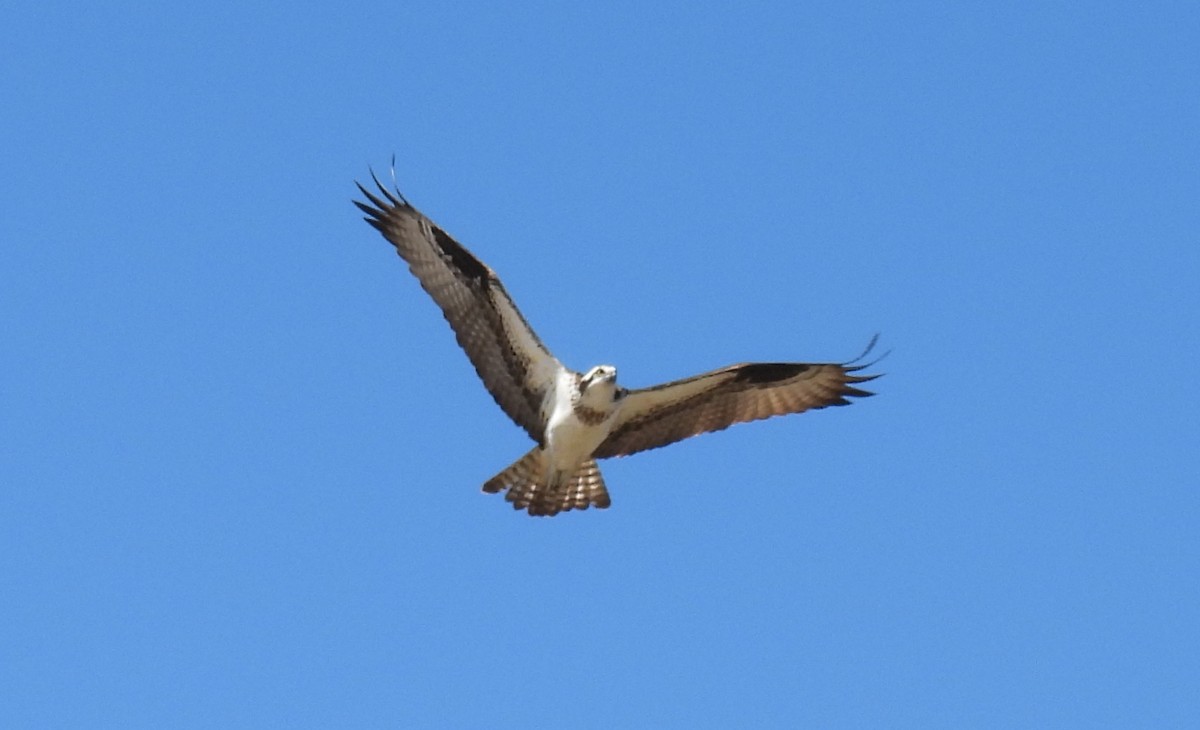 Balbuzard pêcheur - ML615985470