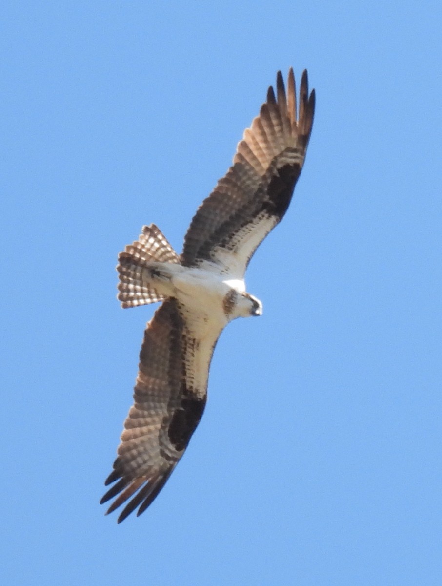 Balbuzard pêcheur - ML615985471