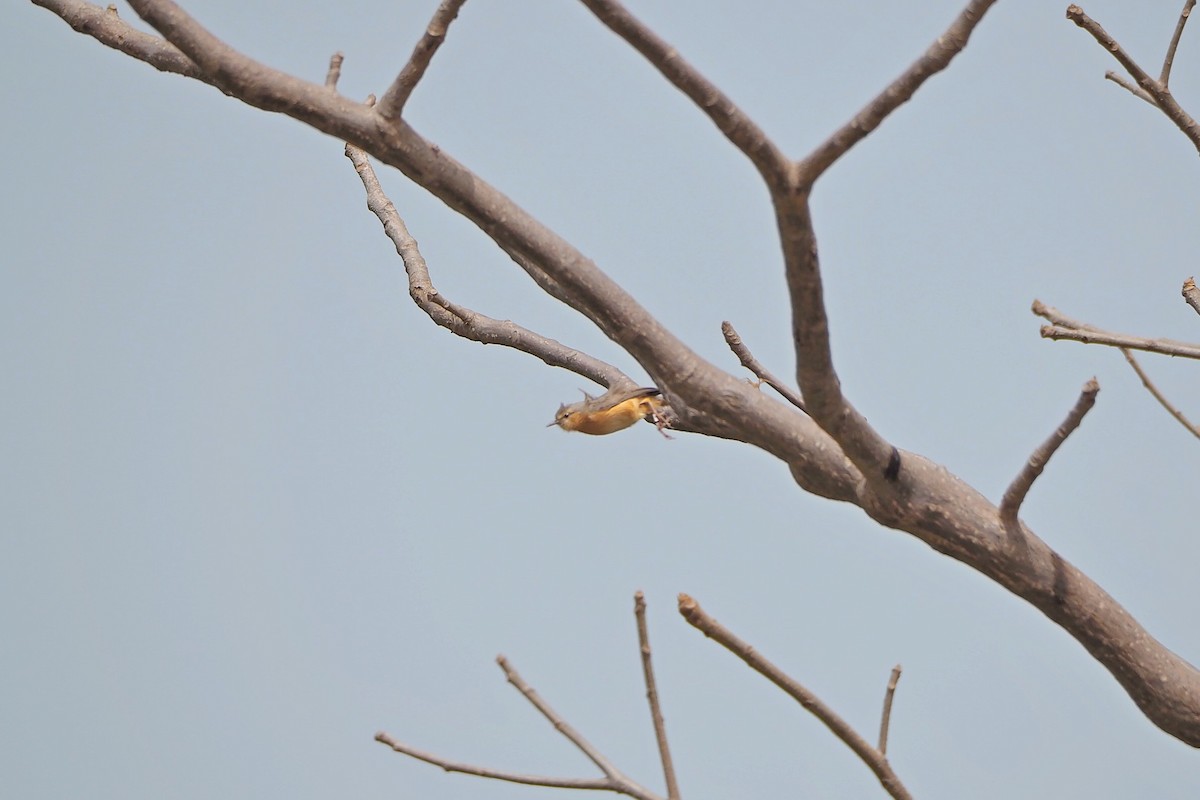 pěnička šedohřbetá (ssp. brachyura/carnapi) - ML615985480