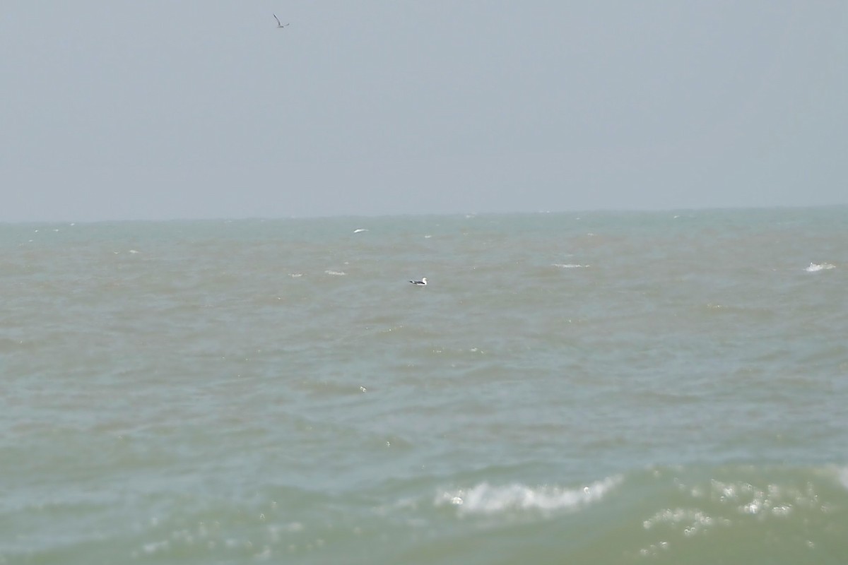 European Storm-Petrel - Hasan Al-Farhan