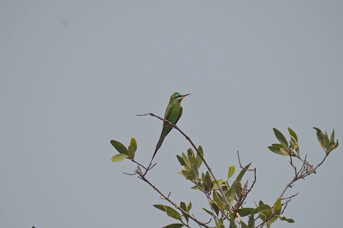 Blue-cheeked Bee-eater - ML615985521