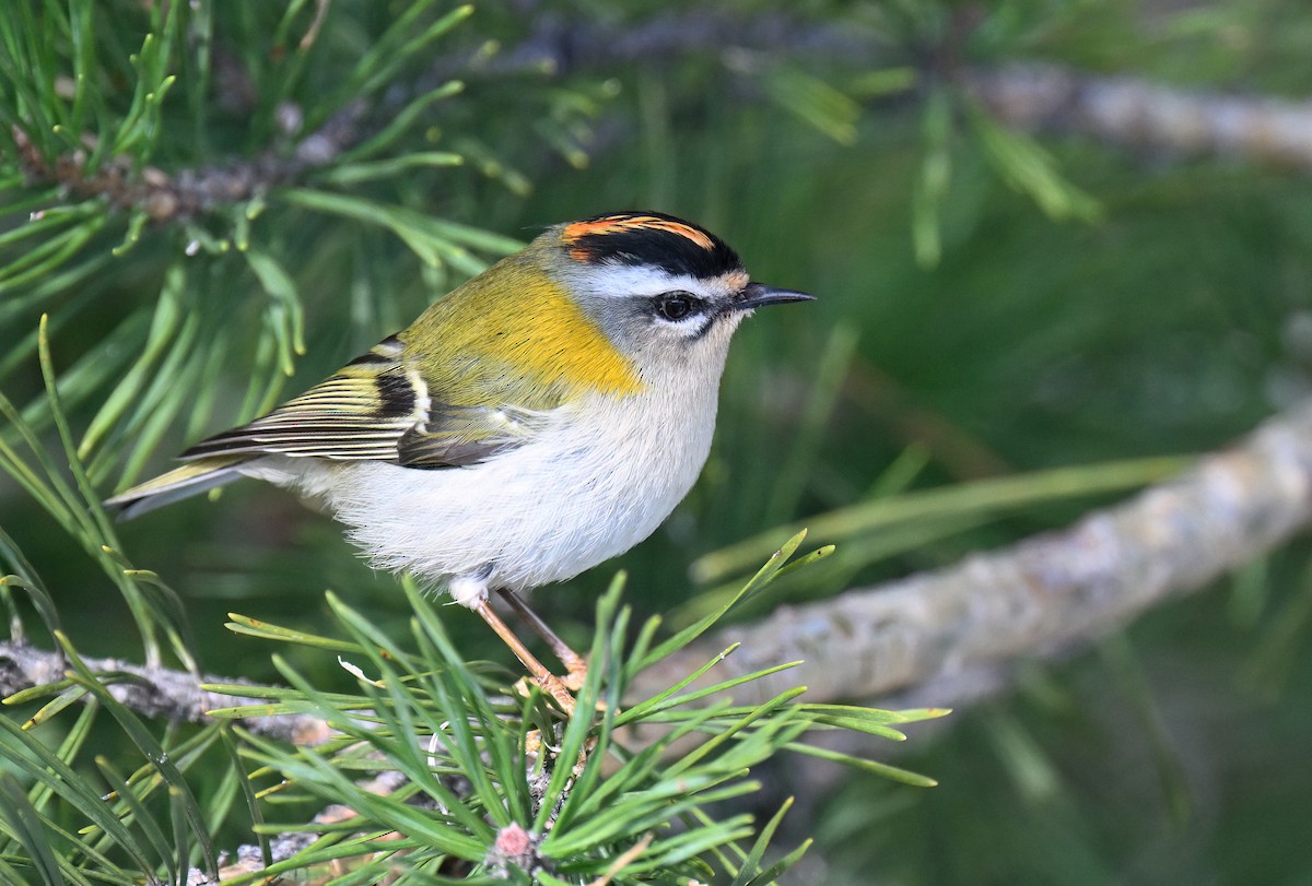 Common Firecrest - ML615985531