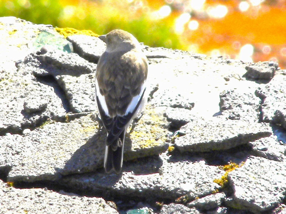 White-winged Snowfinch - Martin Pitt