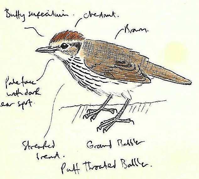 Puff-throated Babbler - Andrew Collins