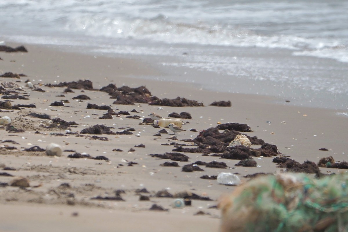 White-fronted Plover - ML615985564