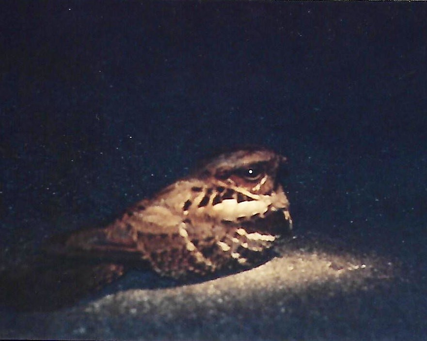 Large-tailed Nightjar - Andrew Collins