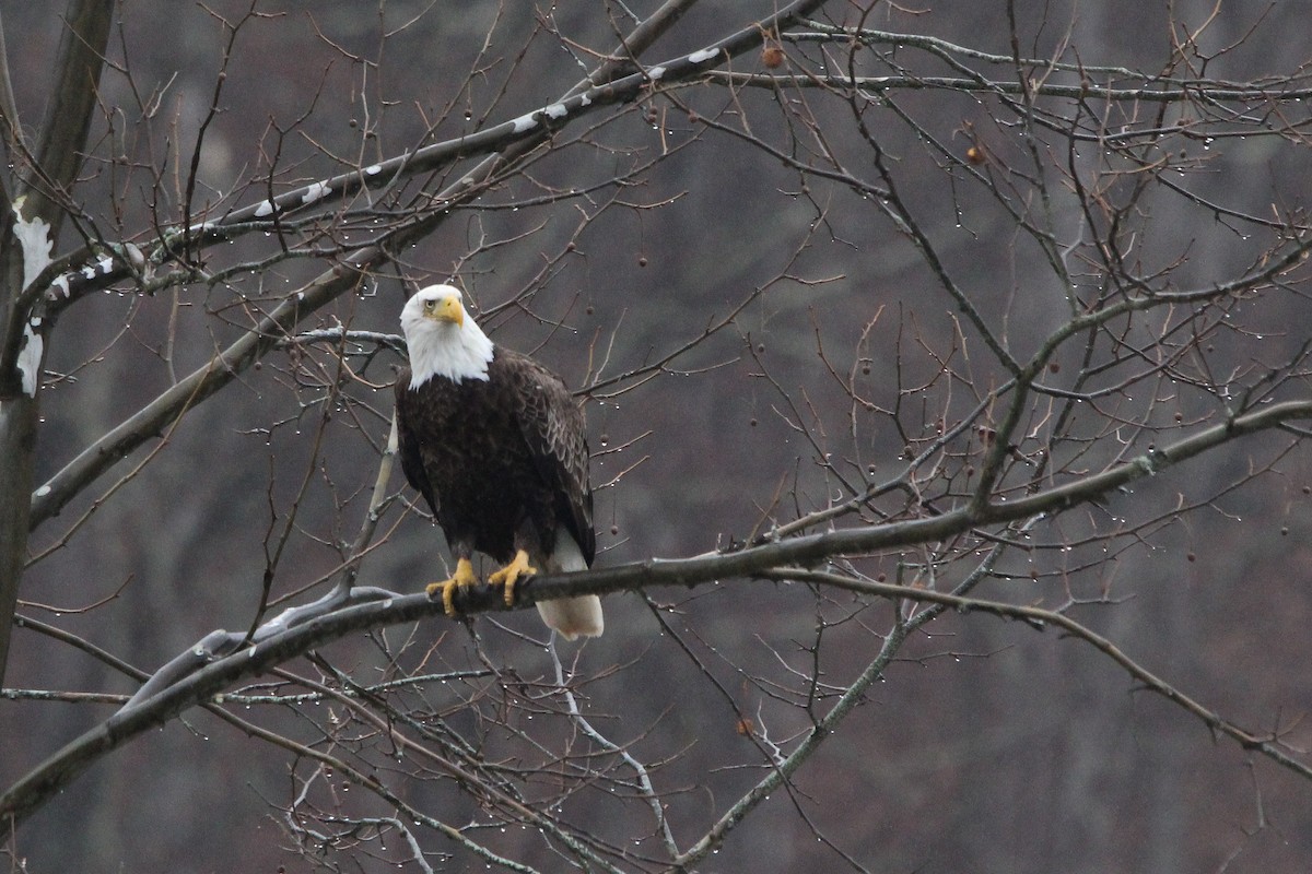 Bald Eagle - ML615985616