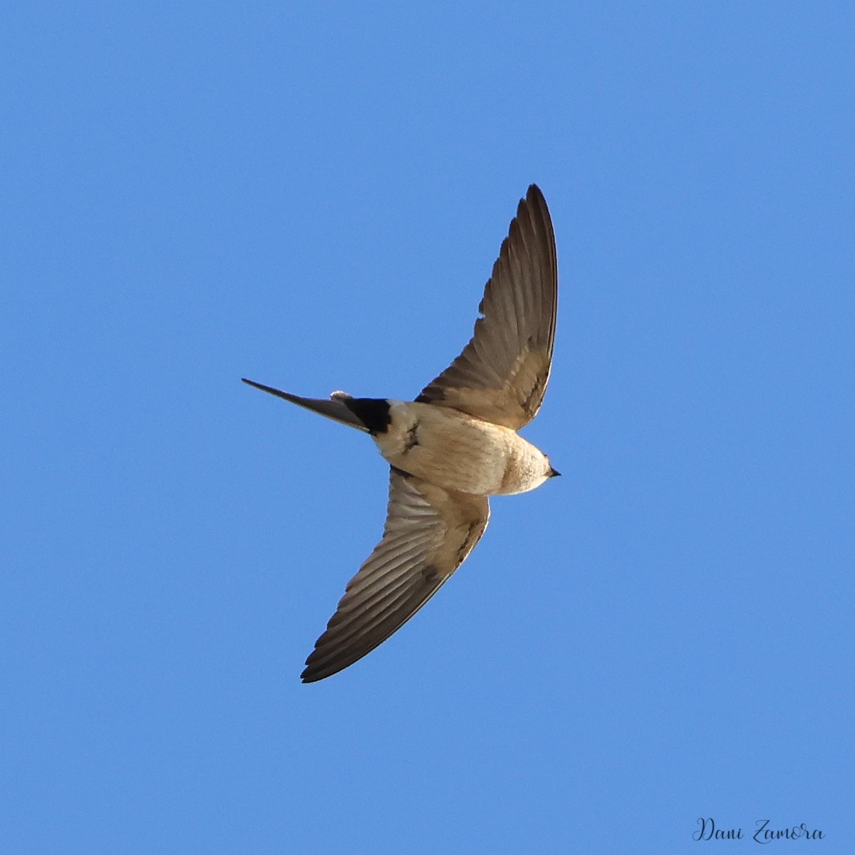 Red-rumped Swallow - ML615985642