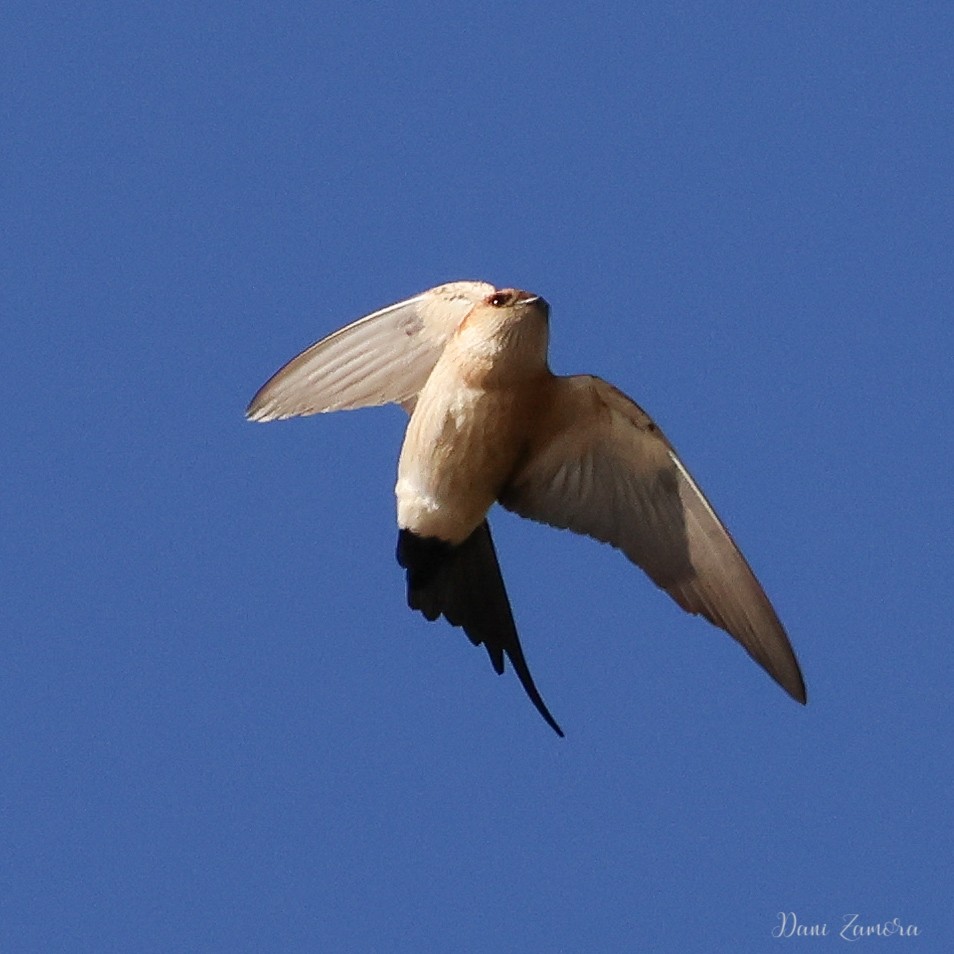 Red-rumped Swallow - ML615985653