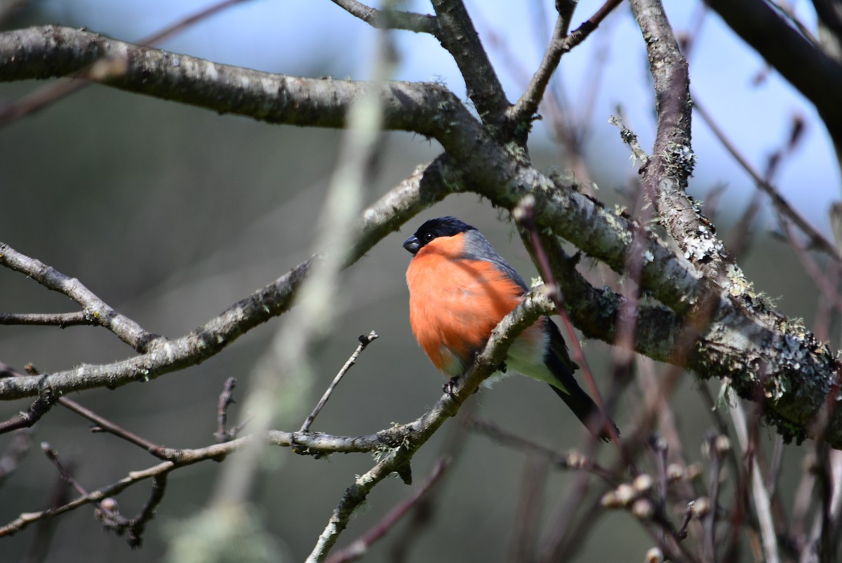 Eurasian Bullfinch - ML615985660