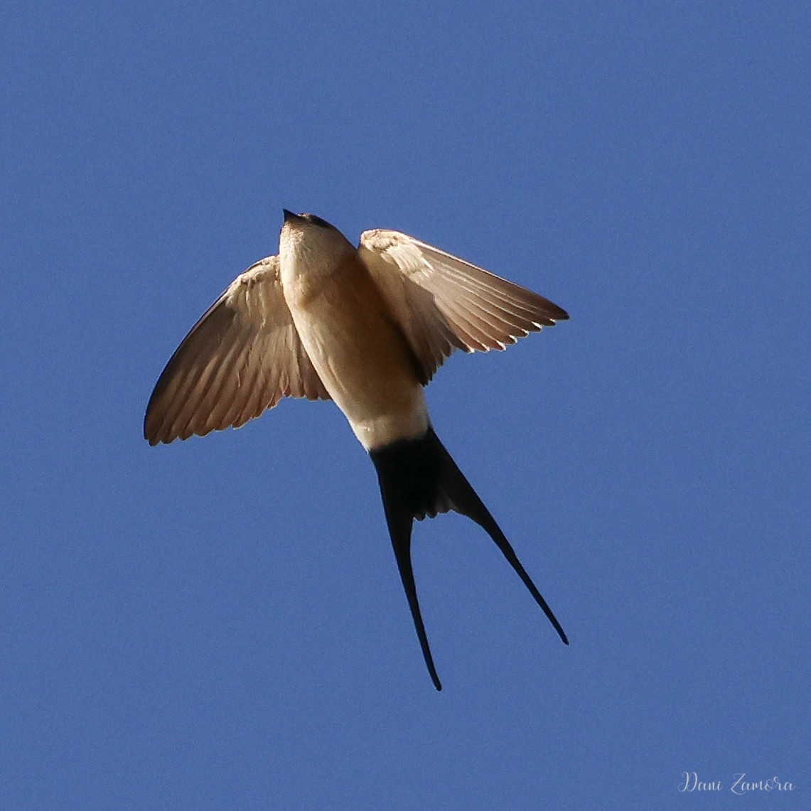 Red-rumped Swallow - ML615985673