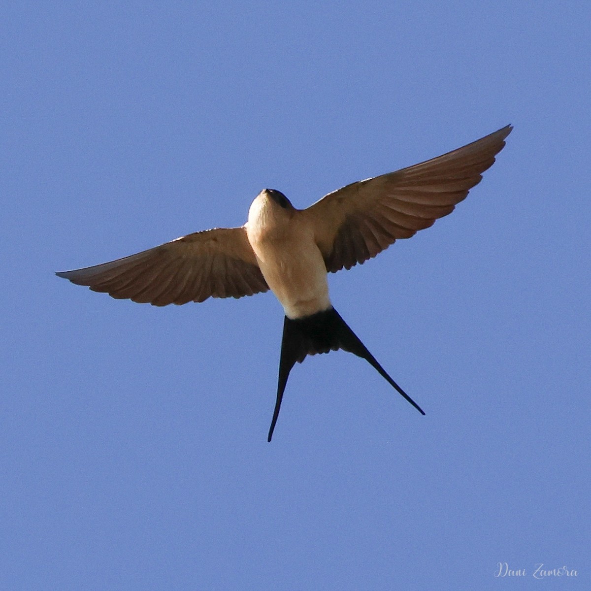 Red-rumped Swallow - ML615985680