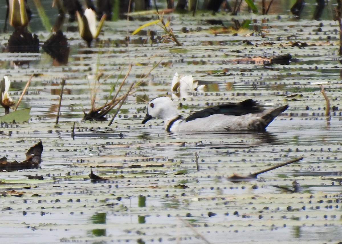 Cotton Pygmy-Goose - ML615985689