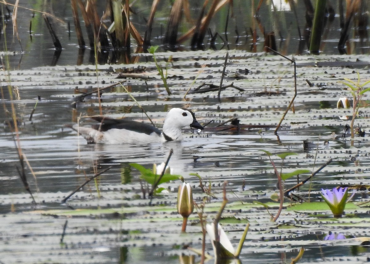 Cotton Pygmy-Goose - ML615985690