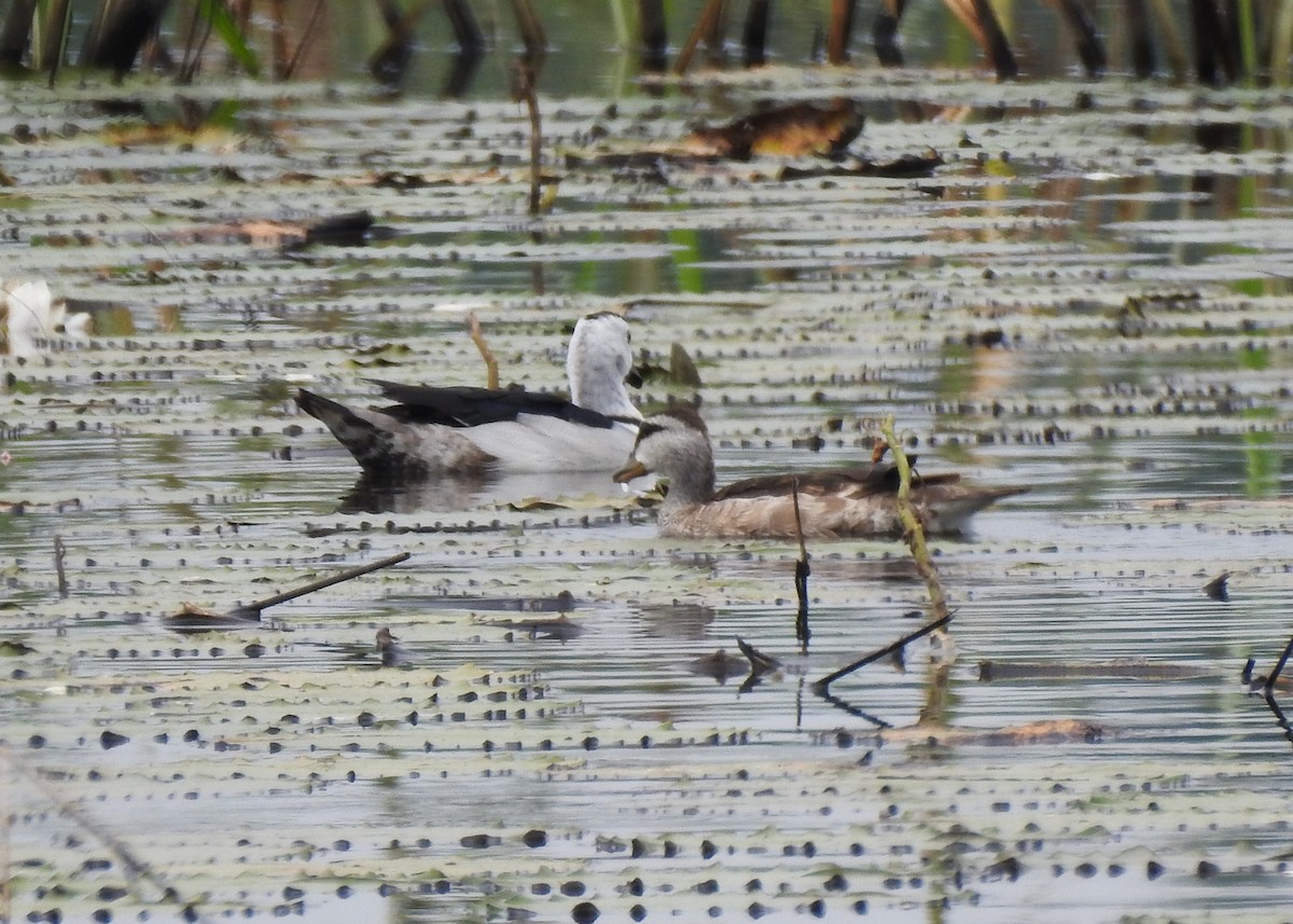 Cotton Pygmy-Goose - ML615985691