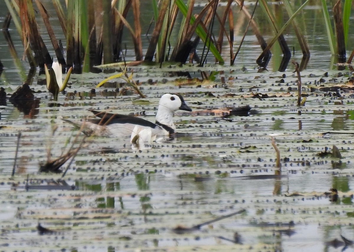 Cotton Pygmy-Goose - ML615985692