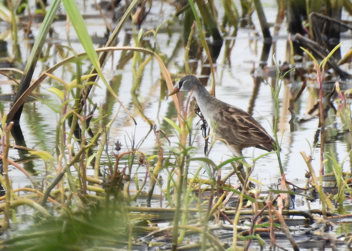 White-browed Crake - ML615985694