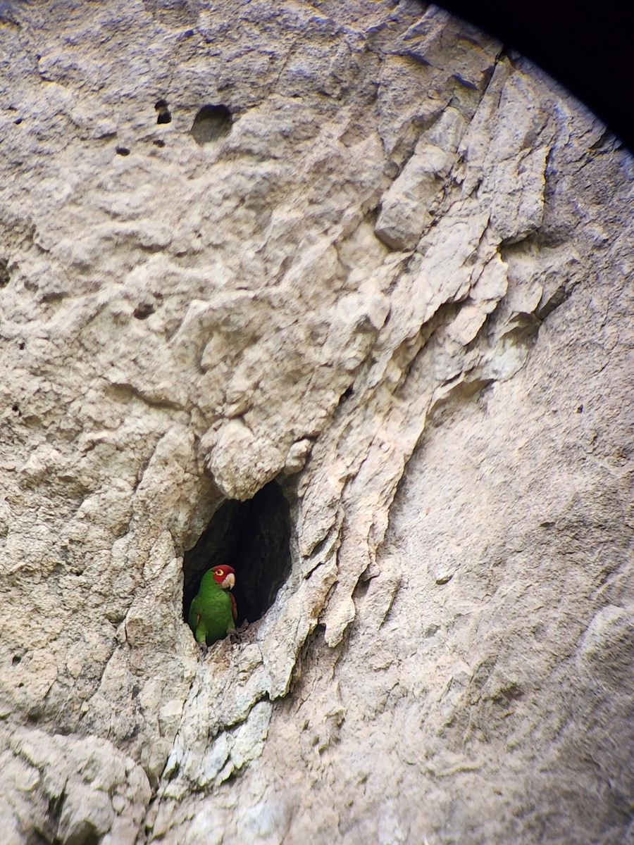 Cordilleran Parakeet - ML615985697