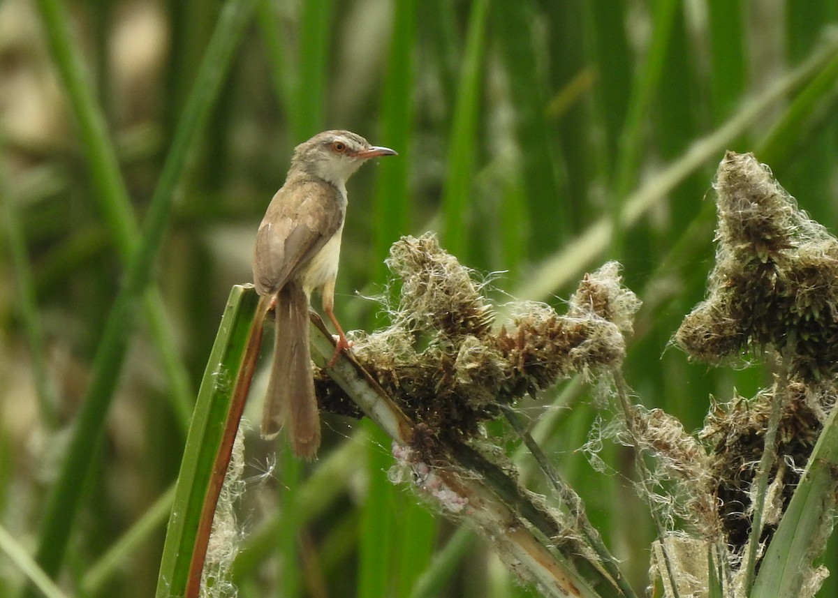 Yellow-bellied Prinia - ML615985699