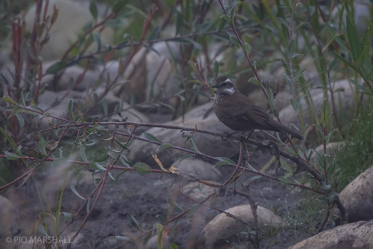 Remolinera Araucana - ML615985811