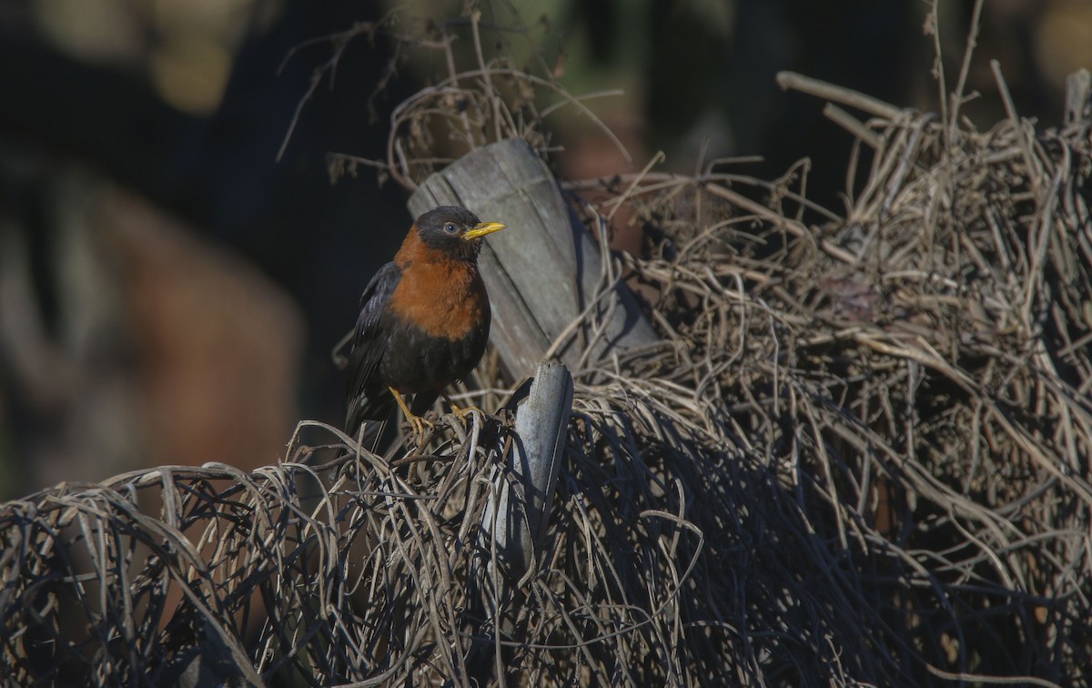 Rufous-collared Robin - Nathan Alblas