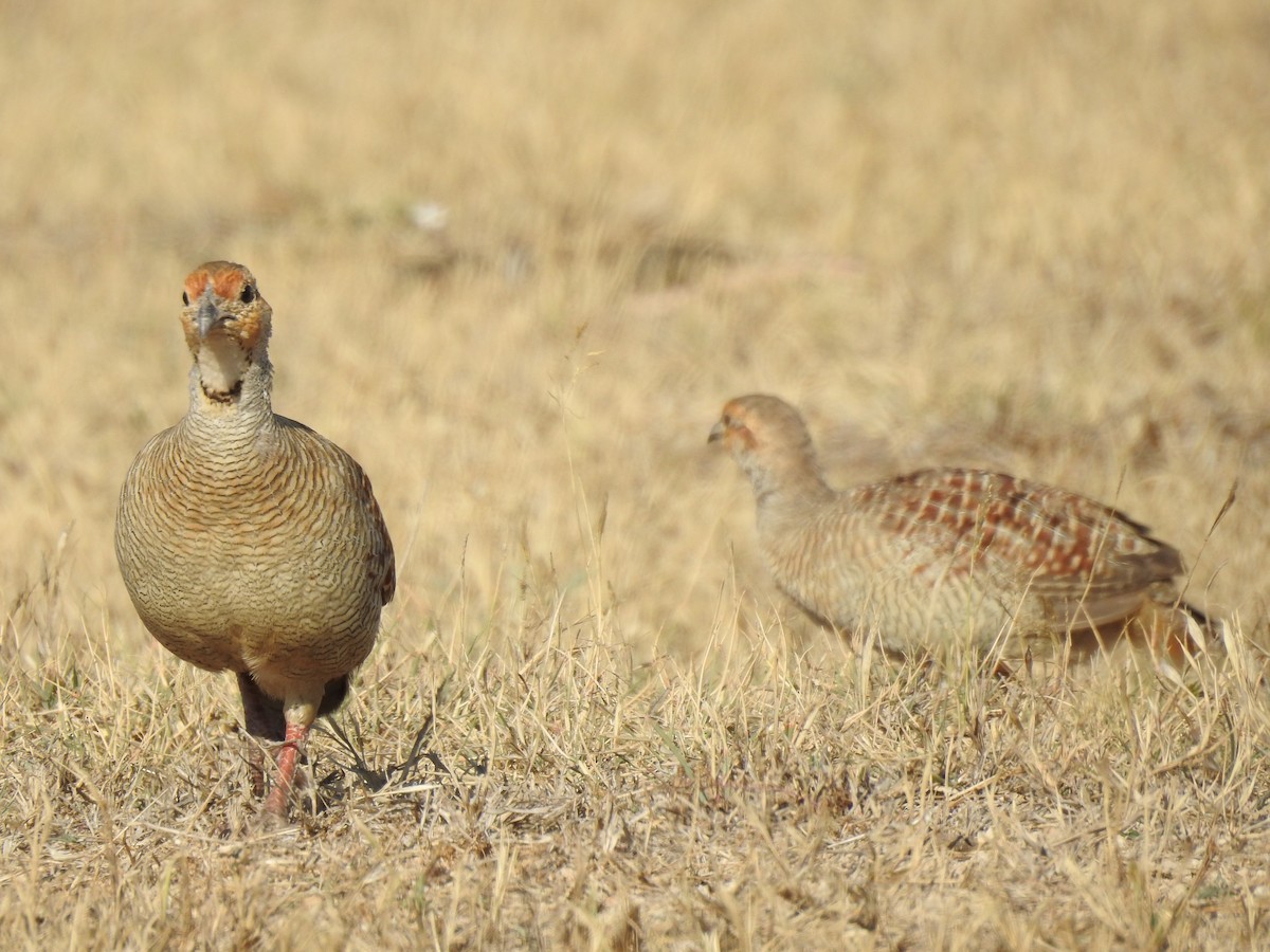 Gray Francolin - ML615985858