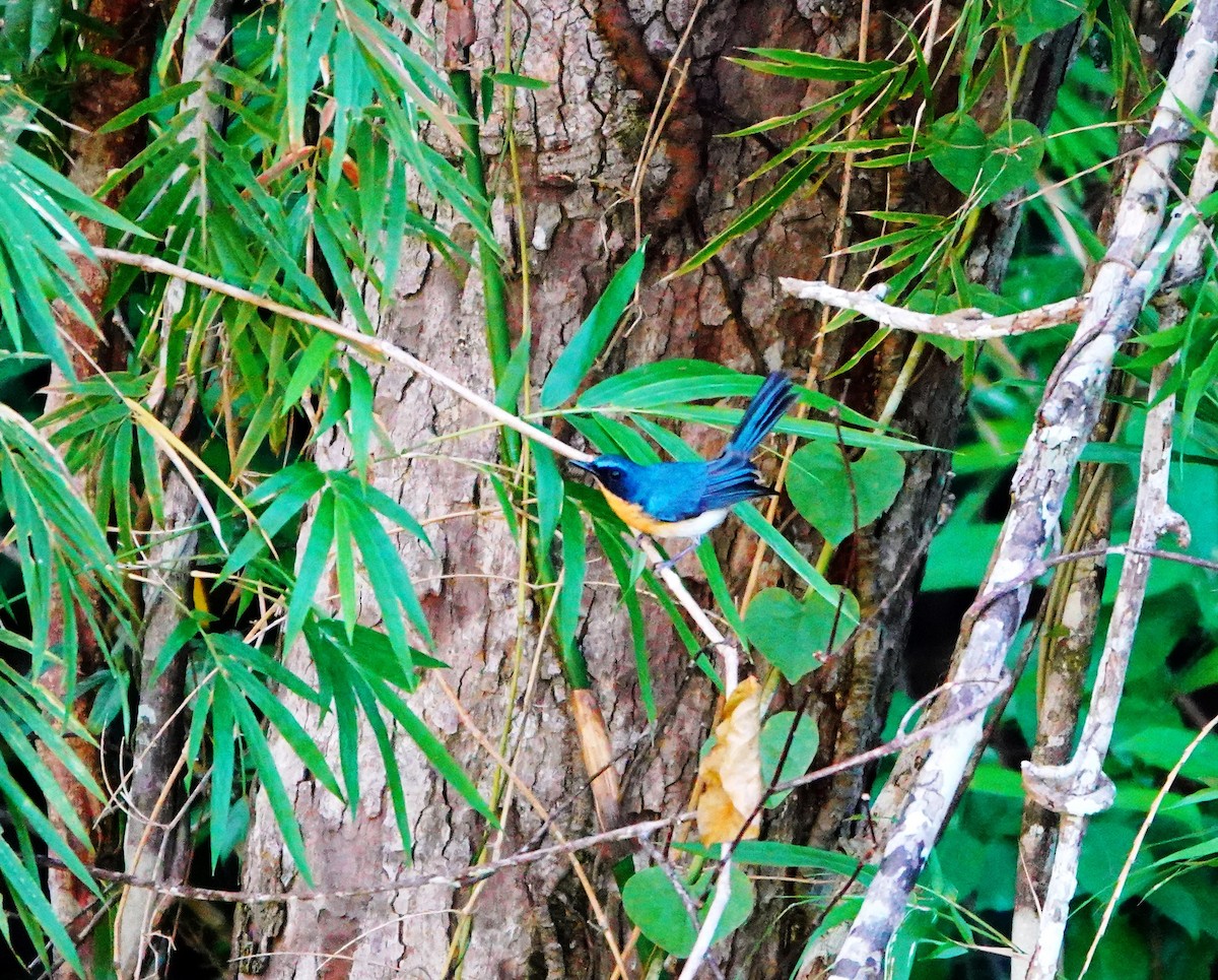 Palawan Blue Flycatcher - ML615985864