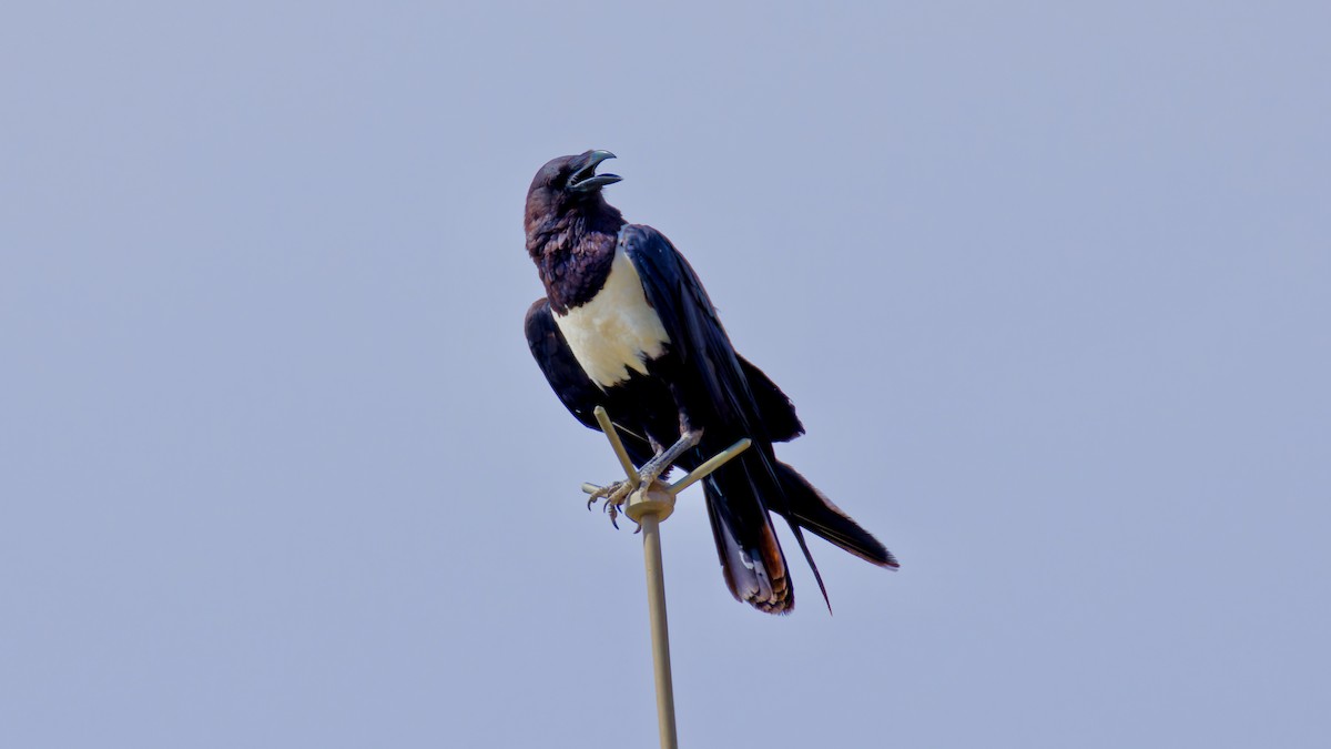 Pied Crow - ML615985867