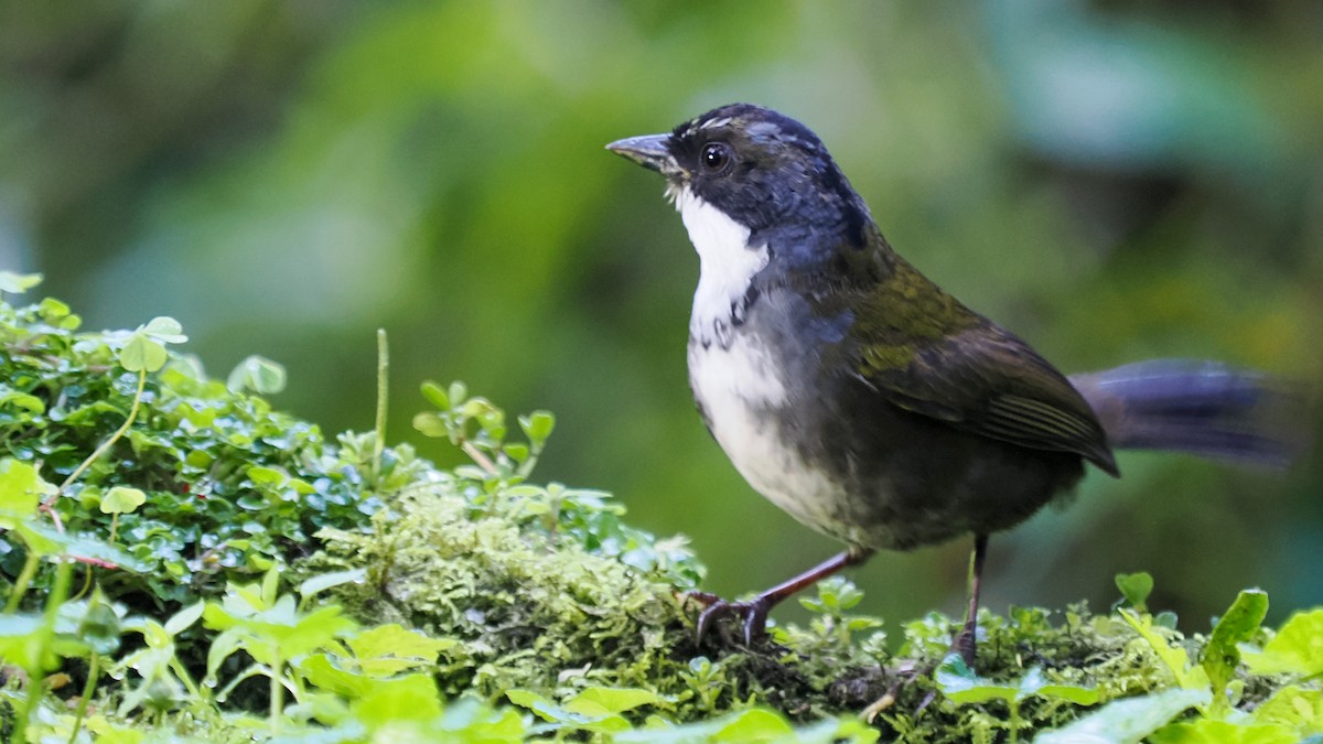 Gray-browed Brushfinch - ML615985881