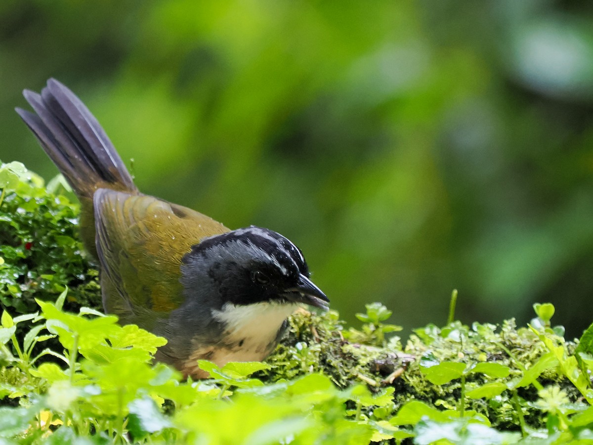 Gray-browed Brushfinch - Scott Tuthill