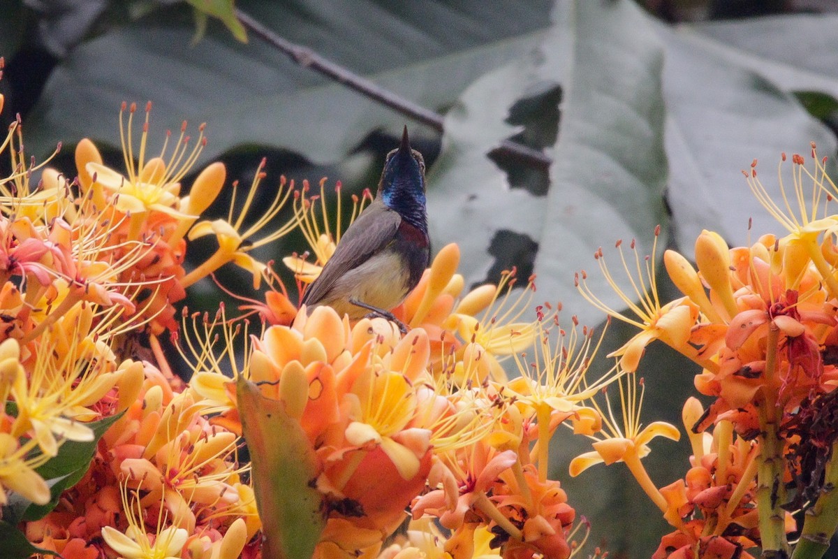 Ornate Sunbird (Cream-bellied) - ML615985891