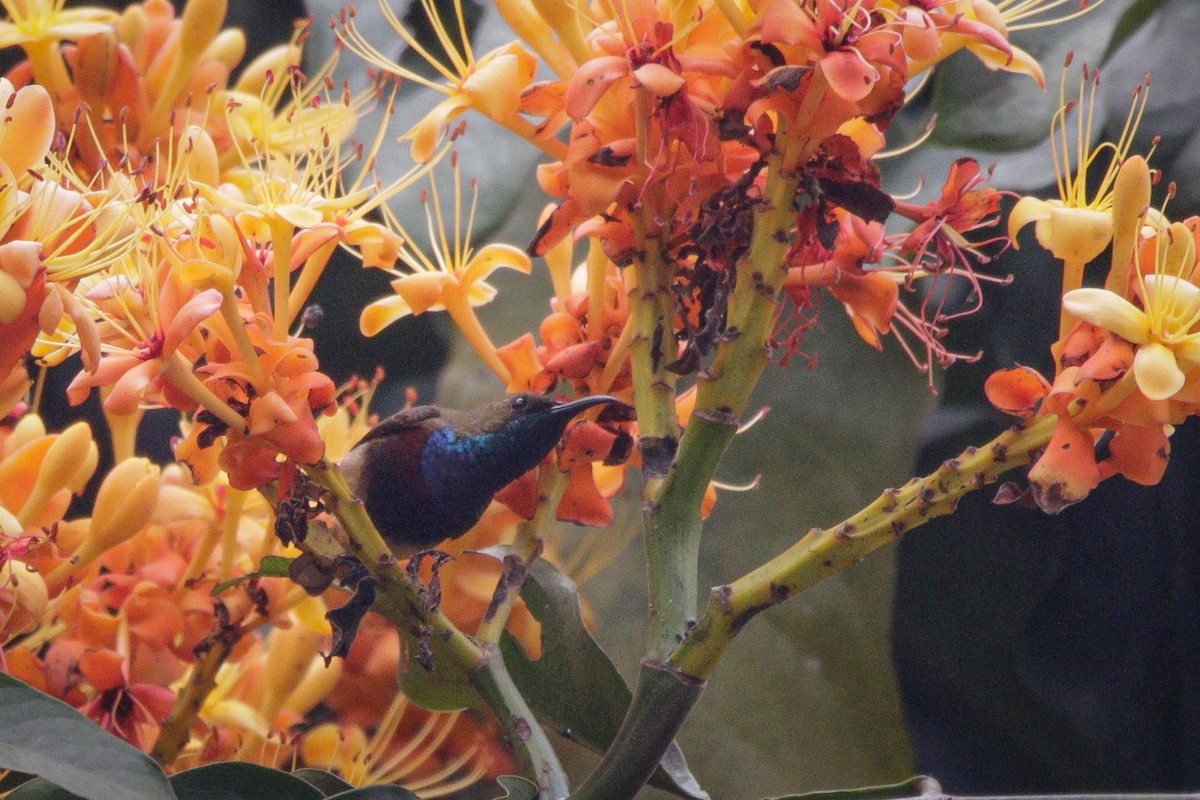 Ornate Sunbird (Cream-bellied) - ML615985892