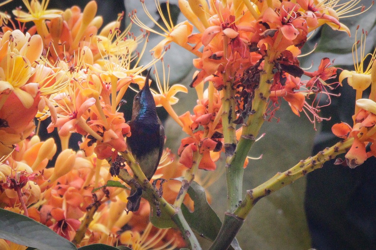 Ornate Sunbird (Cream-bellied) - ML615985893
