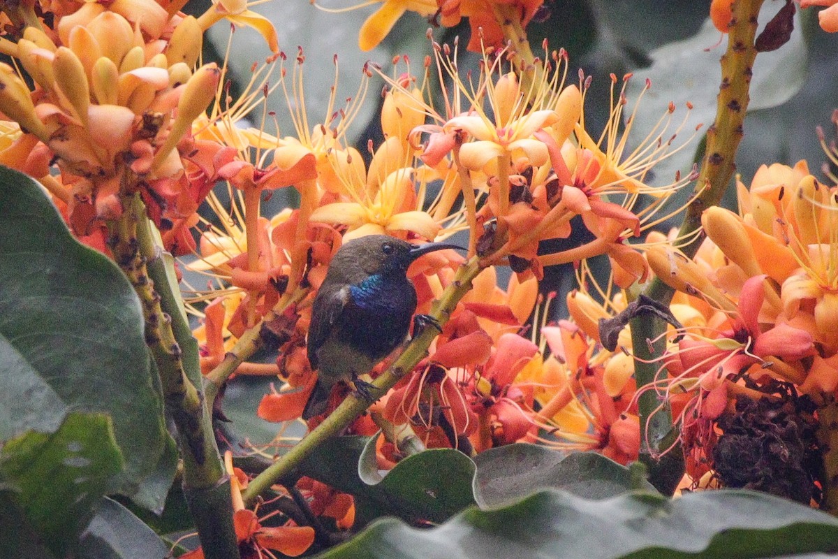 Ornate Sunbird (Cream-bellied) - ML615985894