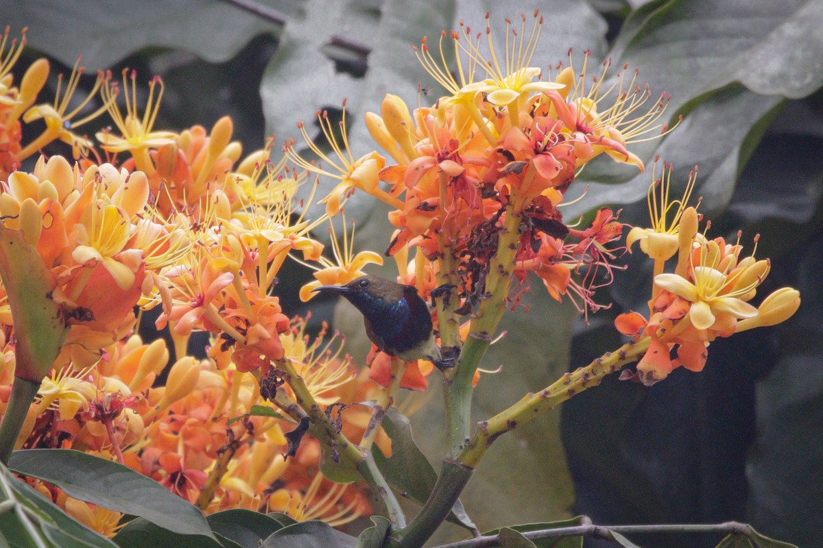 Ornate Sunbird (Cream-bellied) - ML615985896