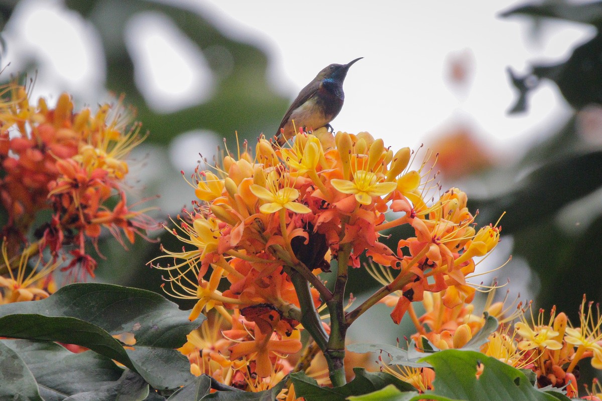 Ornate Sunbird (Cream-bellied) - ML615985897