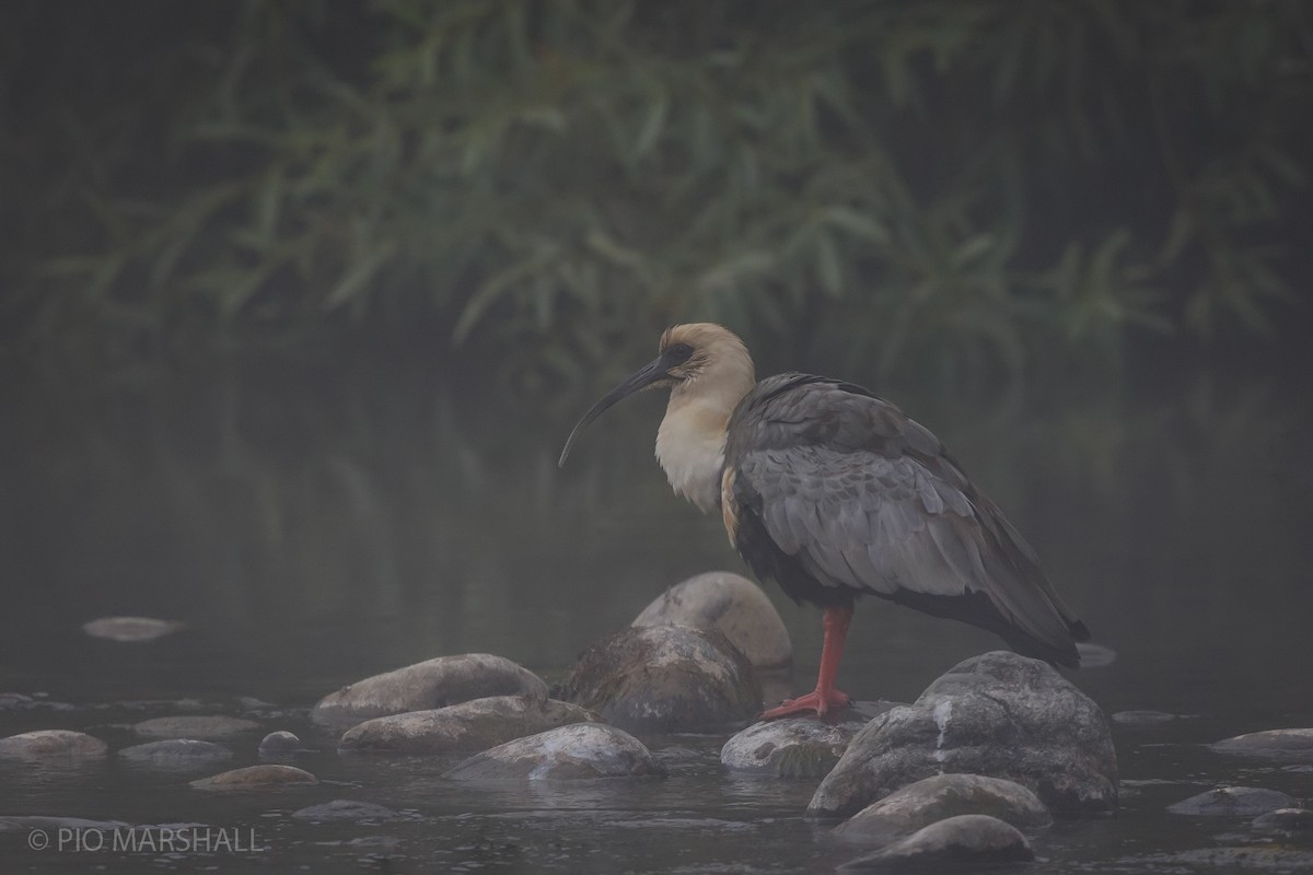 Black-faced Ibis - Pio Marshall