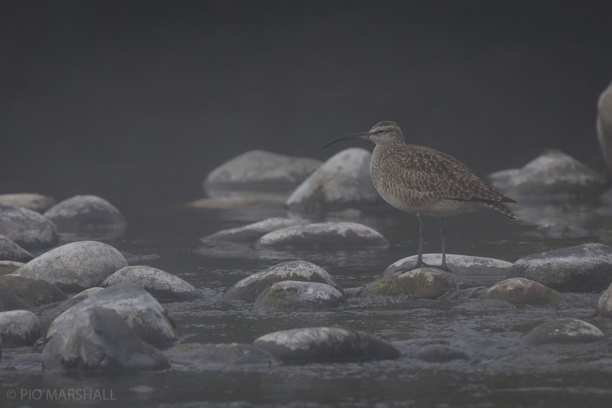 Regenbrachvogel - ML615985915