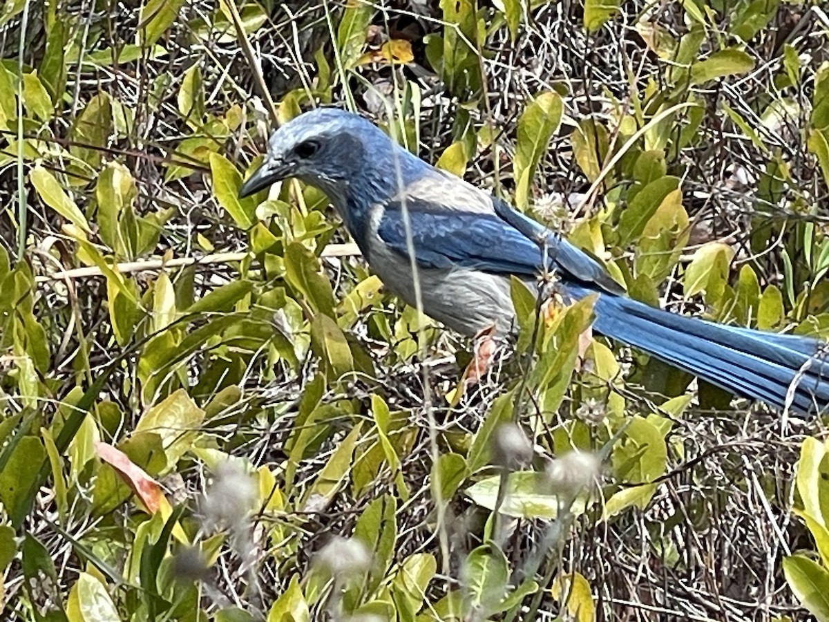 Florida Scrub-Jay - ML615985936