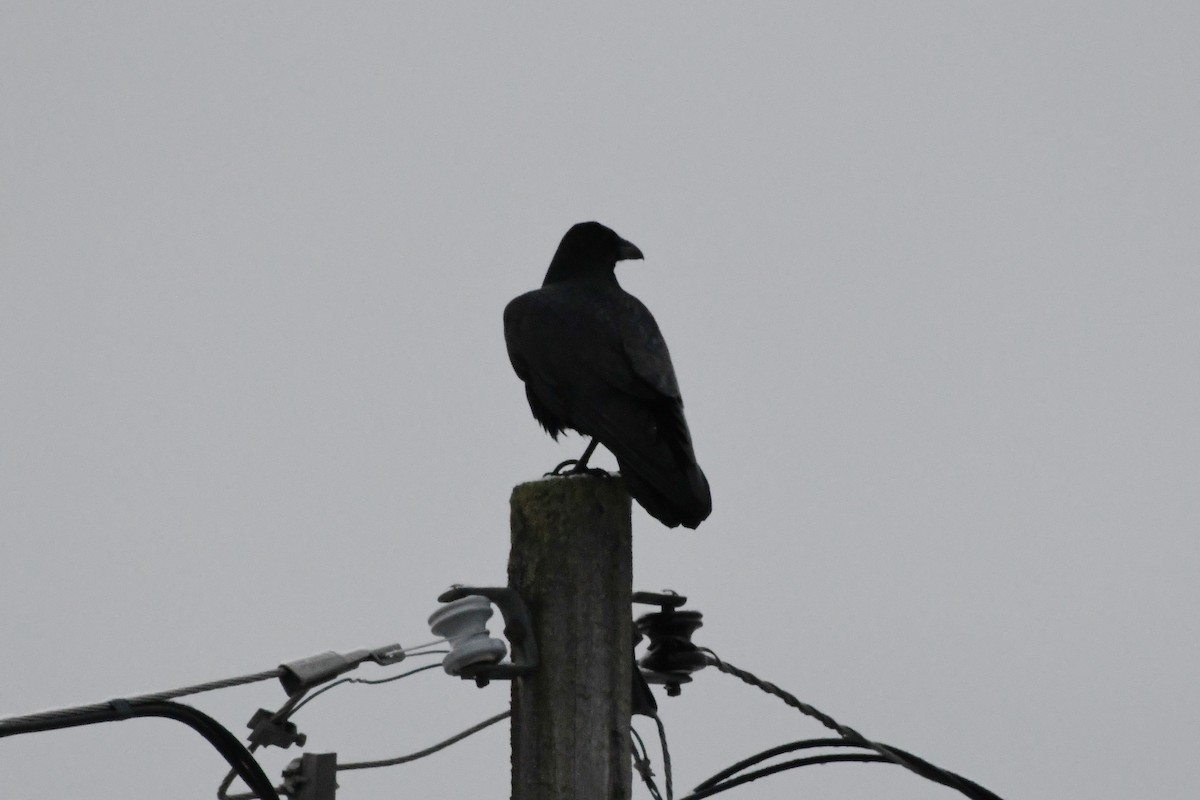 Common Raven - ML615985955