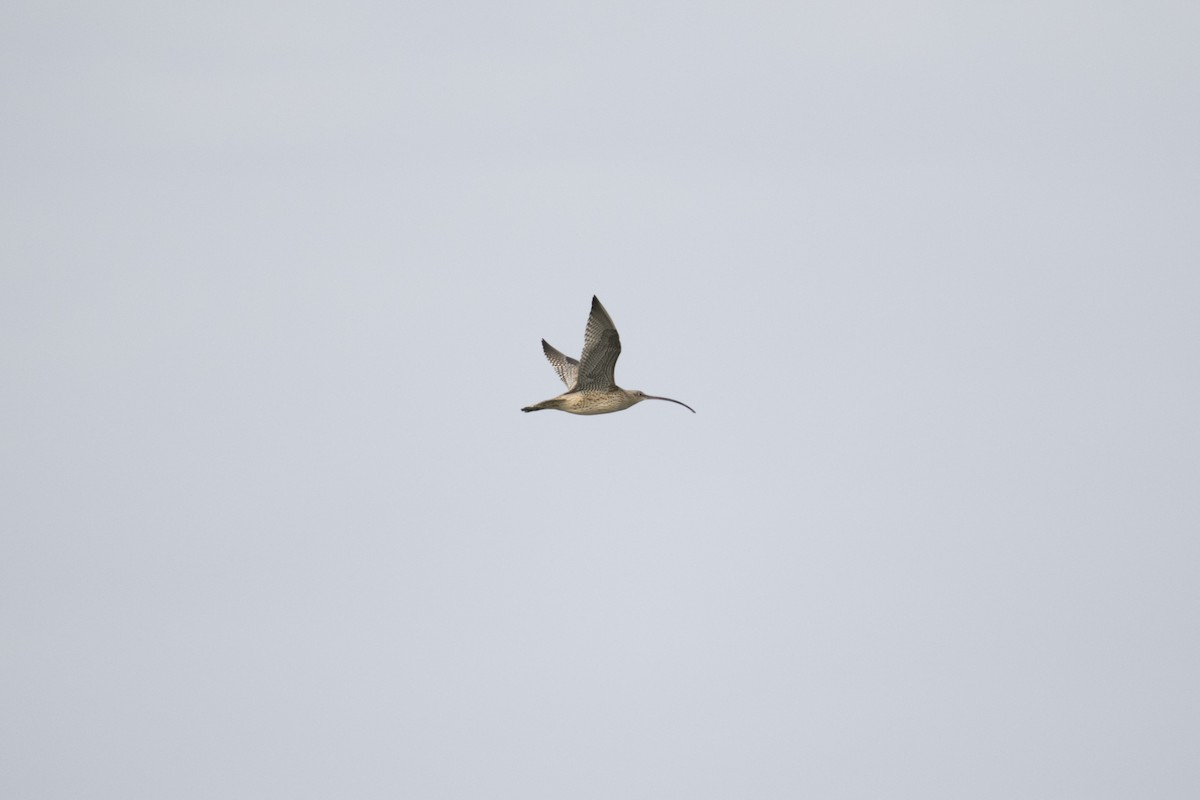 Far Eastern Curlew - ML615985957