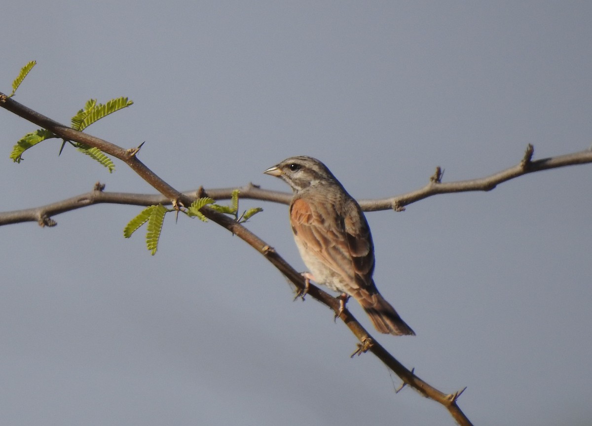 Striolated Bunting - ML615985971