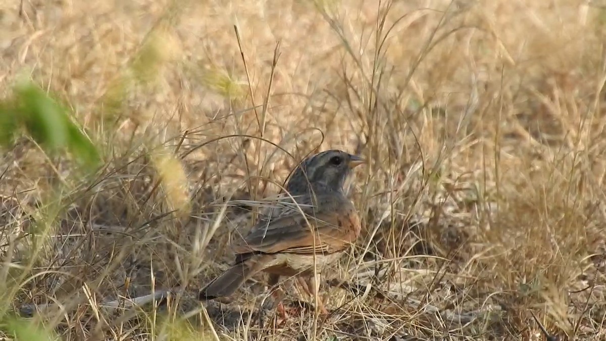 Striolated Bunting - ML615985974