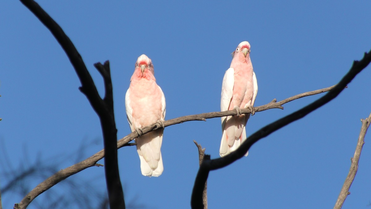 Pink Cockatoo - Anonymous