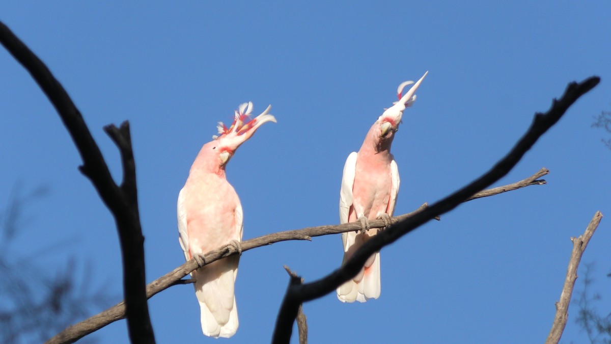 Pink Cockatoo - Anonymous