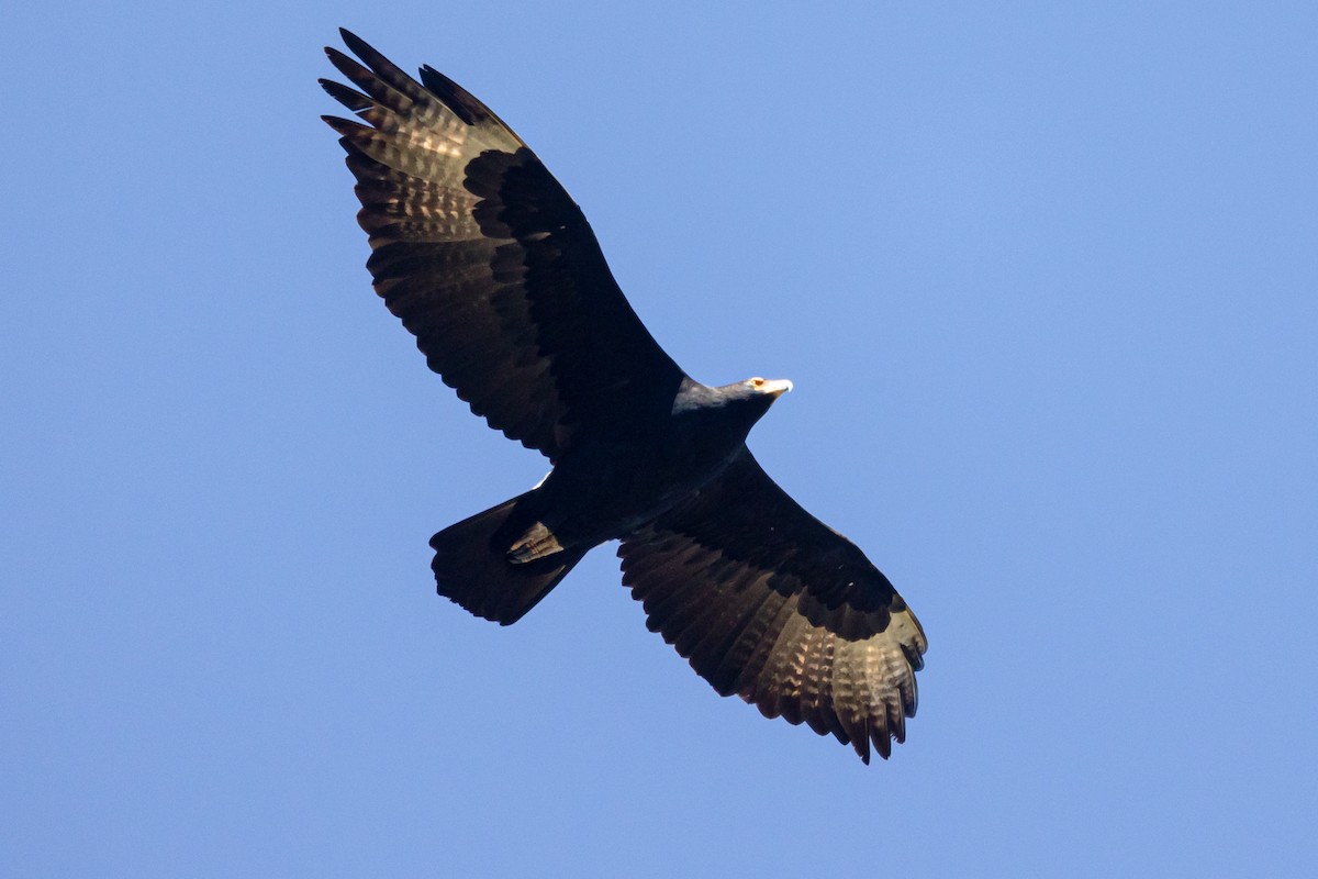Verreaux's Eagle - Ian Rijsdijk
