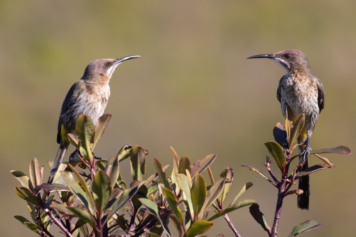 Cape Sugarbird - ML615986026