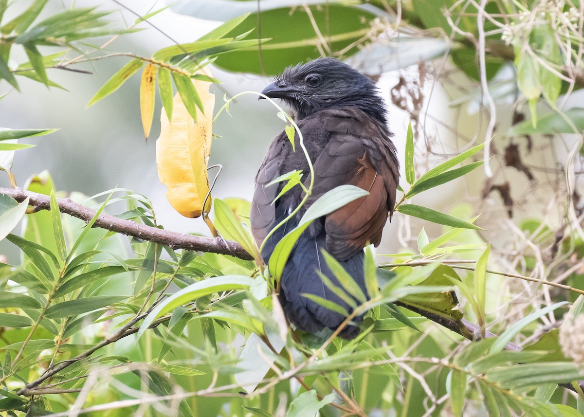 Greater Coucal - Moditha Kodikara Arachchi