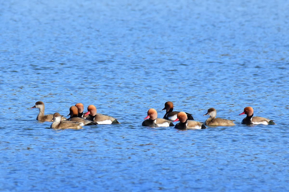 Red-crested Pochard - ML615986062