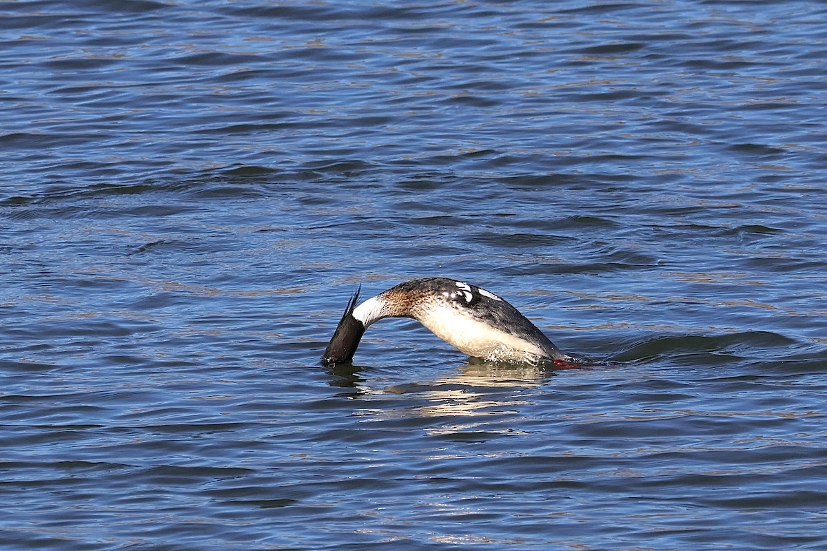 Red-breasted Merganser - ML615986067